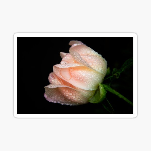 Portrait of a Coral Peony Sticker