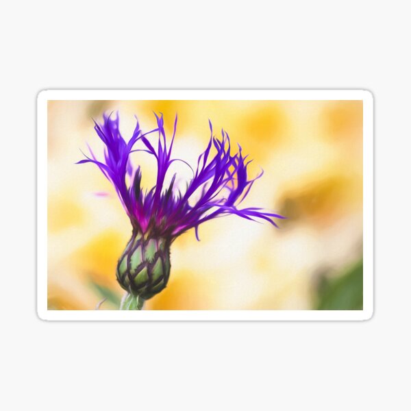 Bachelor Button Blossom Sticker