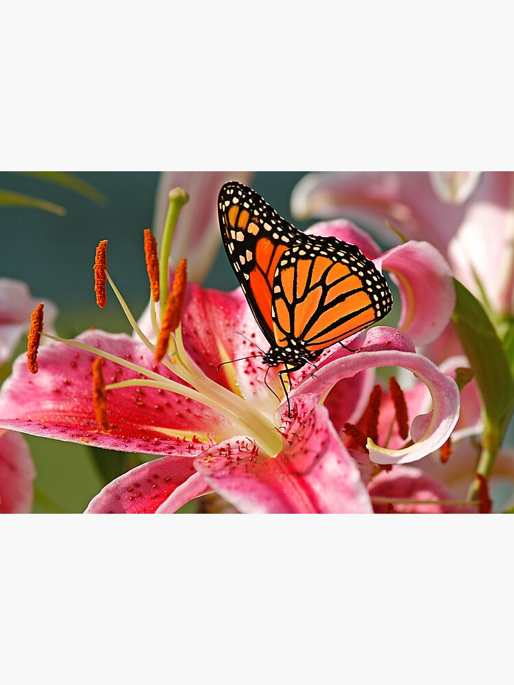 Monarch Butterfly on a Stargazer Lily by CindiR60