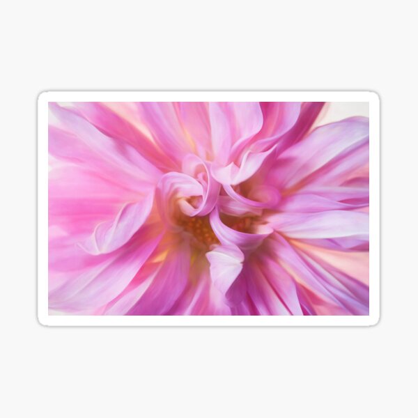Dahlia Curl Sticker