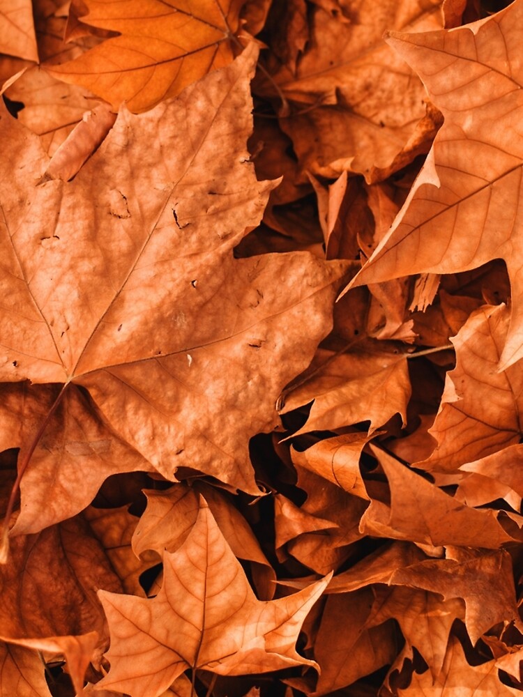 Dry Leaves by Claudiocmb