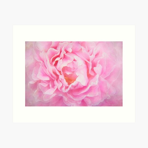 Pink Peony Art Print