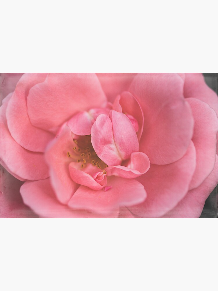 A Rose by CindiR60