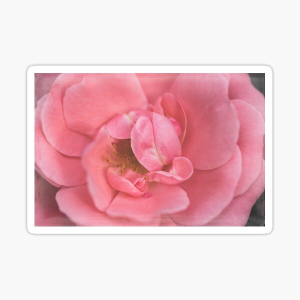 A Rose Sticker