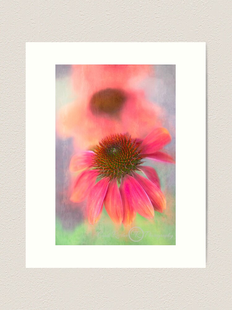 Alternate view of Painterly Coneflower Art Print