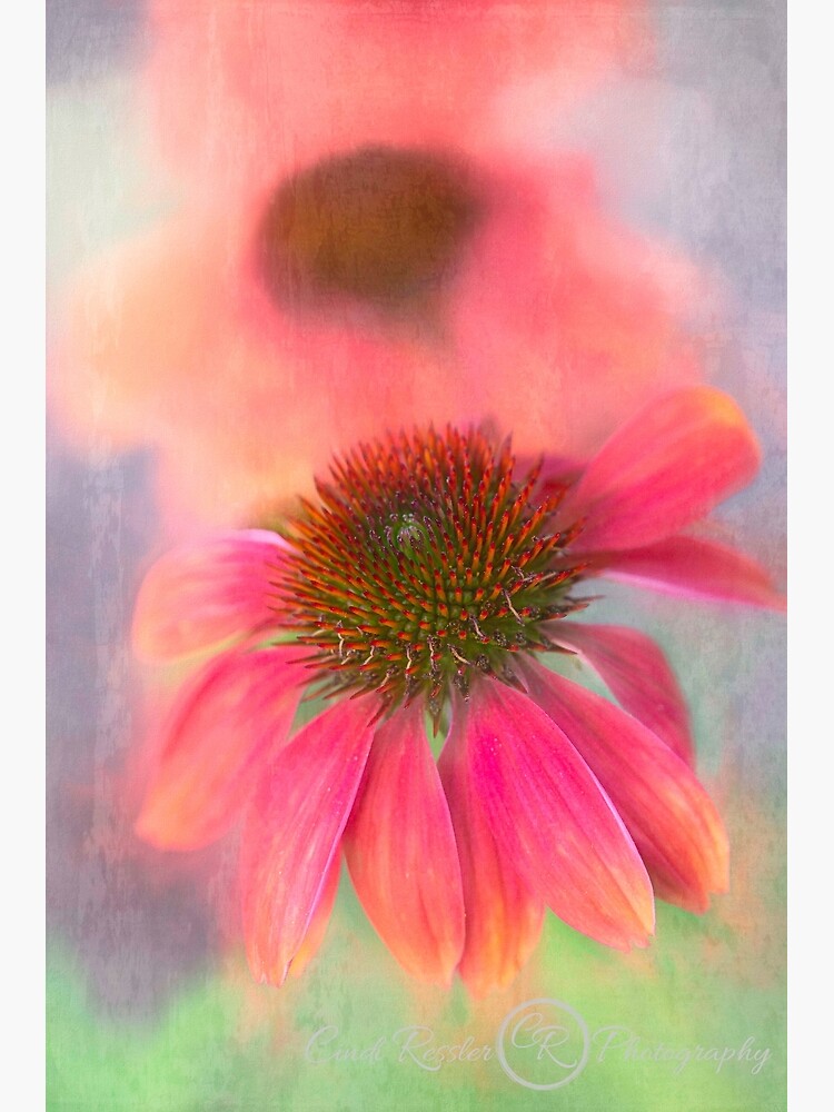 Painterly Coneflower by CindiR60