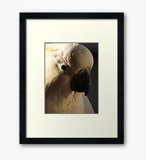 Sulphur Crested Cockatoo Framed Print