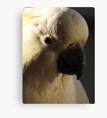 Sulphur Crested Cockatoo Canvas Print