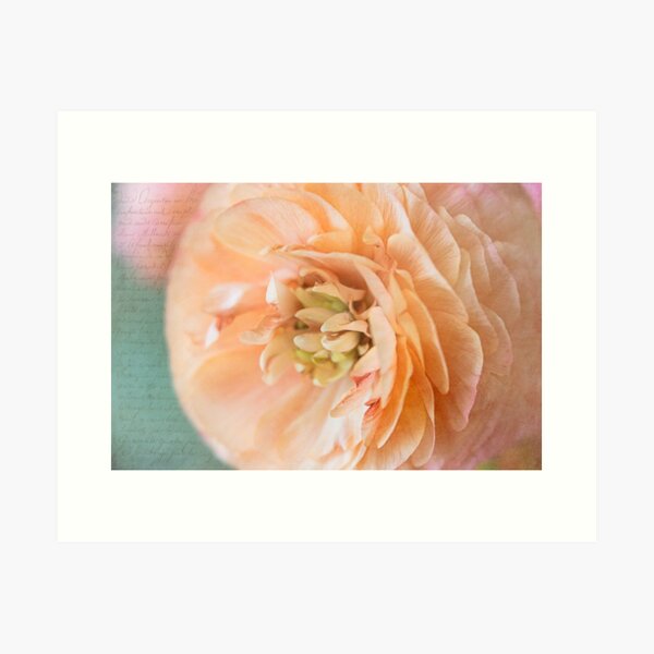 Ranunculus Art Print