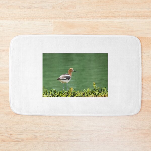 Item preview, American Avocet designed and sold by Jeff Goulden Photography.
