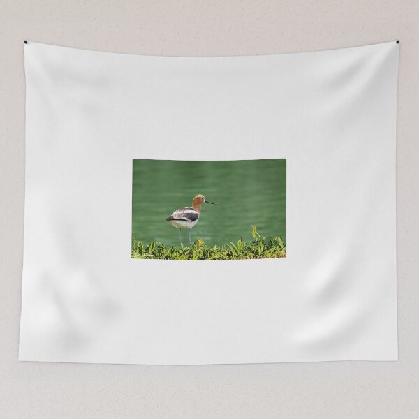 Item preview, American Avocet designed and sold by Jeff Goulden Photography.