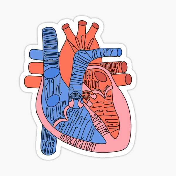 Anatomical Heart Outline Gifts and Merchandise for Sale Redbubble pic