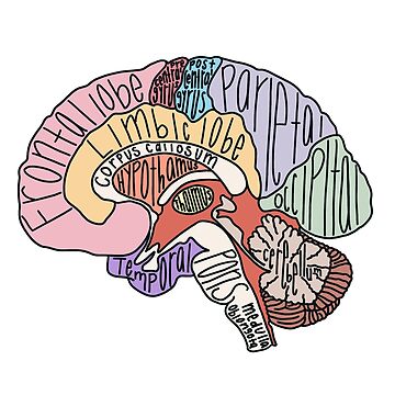 Artwork thumbnail, Labeled Brain Anatomy by Katherine Winner