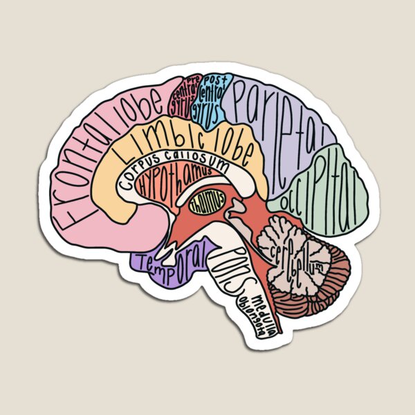Labeled Brain Anatomy Magnet