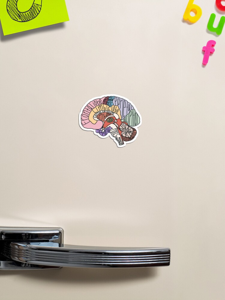 Thumbnail 1 of 3, Magnet, Labeled Brain Anatomy designed and sold by KatherineWinner.