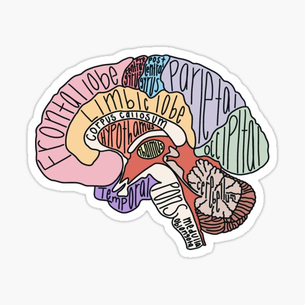Brains Sticker 
