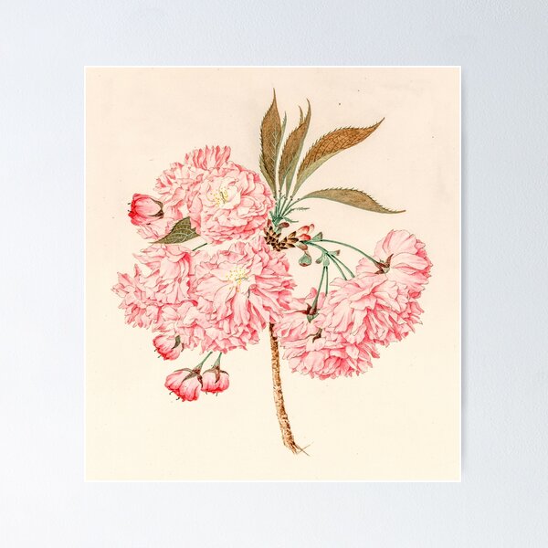 Item preview, Carnation pink flower bloom poster  designed and sold by JD369.