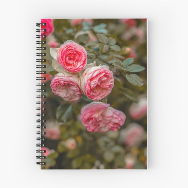 Item preview, Pink nature carnation pink white flower bloom poster  designed and sold by JD369.