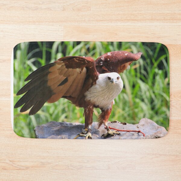 Item preview, Brahminy kite bird designed and sold by FranWest.