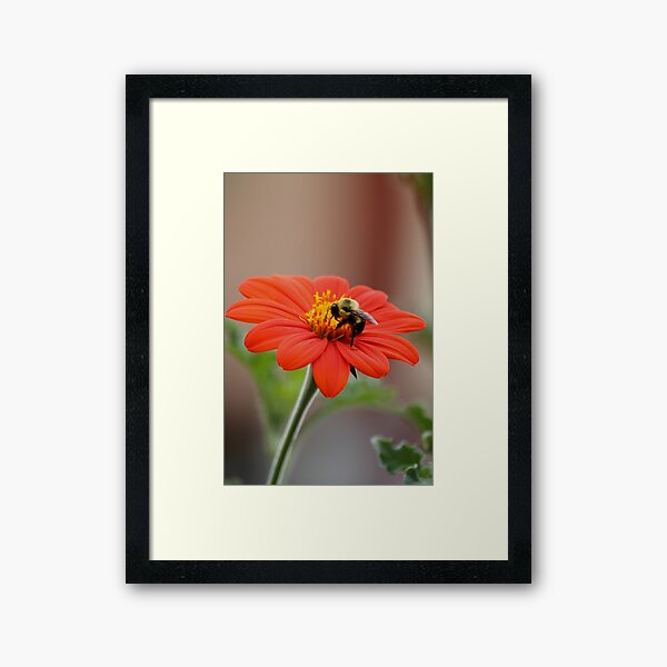 Framed Print