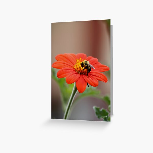 Greeting Card