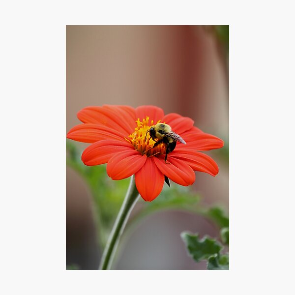 Photographic Print