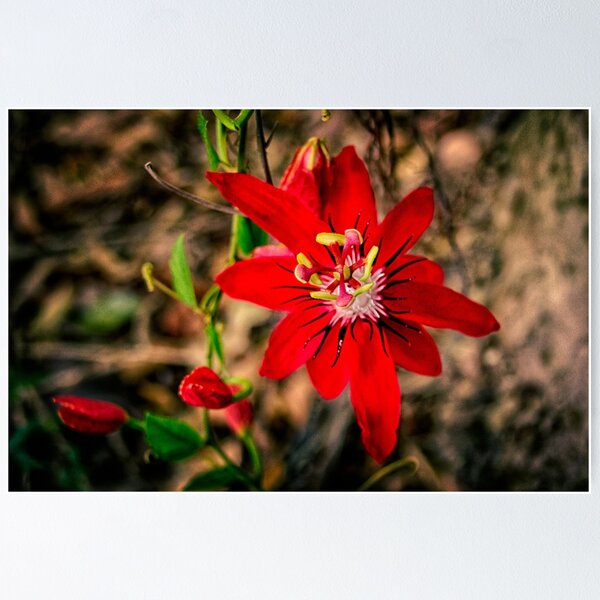 Item preview, Passion flower, morning designed and sold by Keith McGuinness.