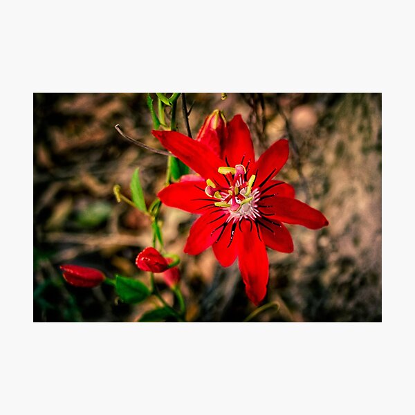 Artikelvorschau, Passionsblume, Morgen entworfen und verkauft von Keith McGuinness.