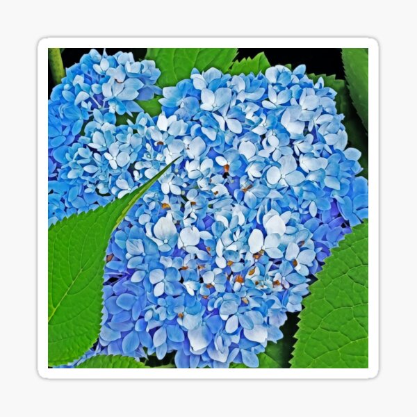 Electrified Blue Hydrangea with Green Leaves Sticker