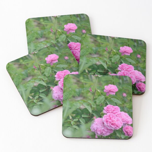 Item preview, Pink Old Garden Rose designed and sold by kjamesphotos.