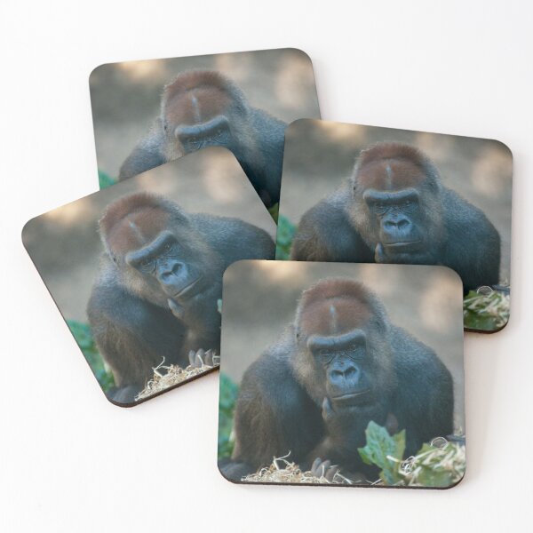 Gorilla Coasters, Coaster, Gorilla Gifts