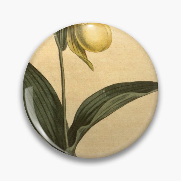 Item preview, Cypripedium pubescens (as C. parviflorum) Curtis' 23 pl. 911 (1806) designed and sold by EsotericBotanic.