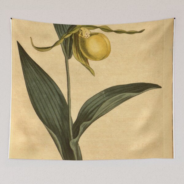 Item preview, Cypripedium pubescens (as C. parviflorum) Curtis' 23 pl. 911 (1806) designed and sold by EsotericBotanic.