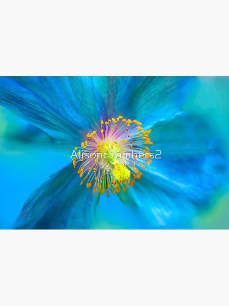 Himalayan Blue Poppy Flowers Greetings Card birthday blank inside floral cbox2 