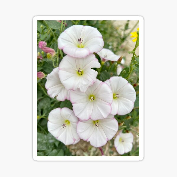 White and pink convolvulus or bindweed Pegatina