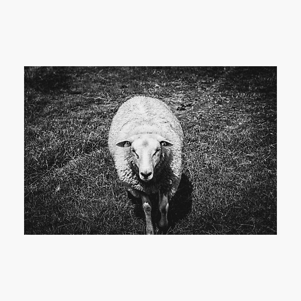 A close up portrait photograph of a cute, curious farm sheep in a grass landscape in black and white Photographic Print