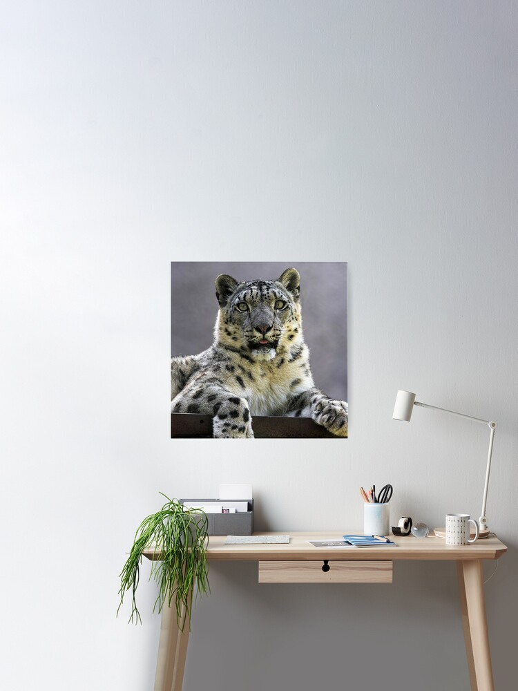 Poster Nature Animaux Tigre