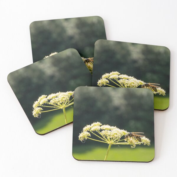 Item preview, Wasp on a white Caraway or meridian fennel flower. Macro photo. Texture of white petals. Wasp close-up. Drawing on the body of a wasp. The wasp pollinates the flower. Natur green background. Bokeh designed and sold by Maurizio Fabbroni.