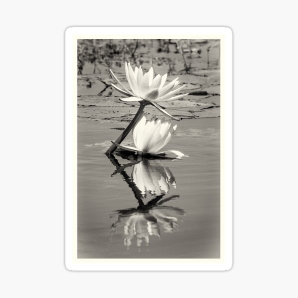 Vista previa del artículo con la obra «Agua africana Lilly en el río Chobe», diseñado y vendido por Robert Kelch, M.D..