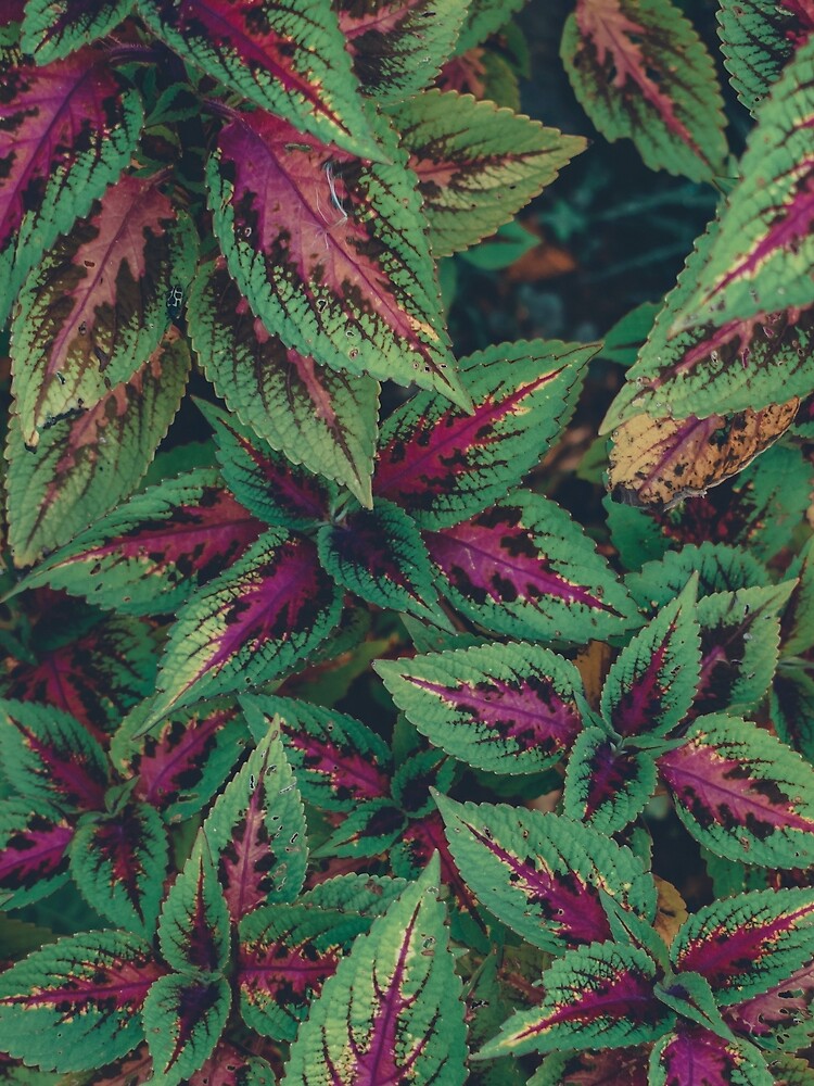 Purple and Green Plants by Claudiocmb