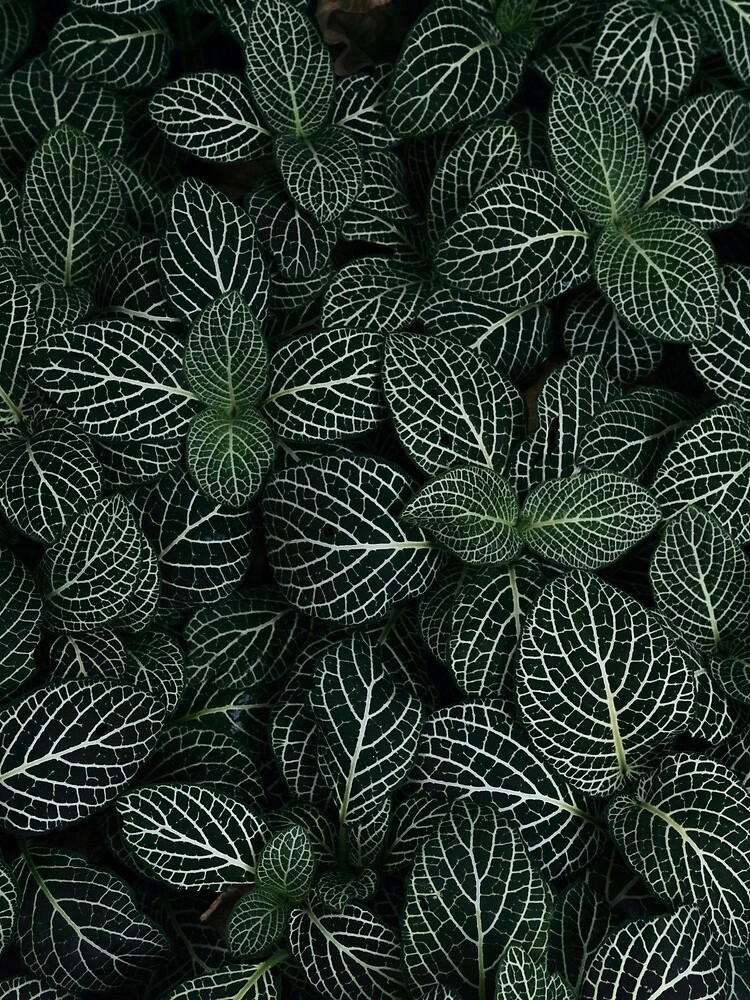 Plant by Claudiocmb