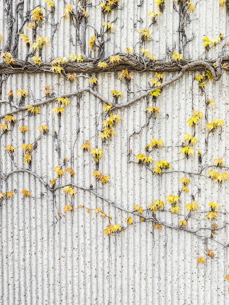 Plant by Claudiocmb