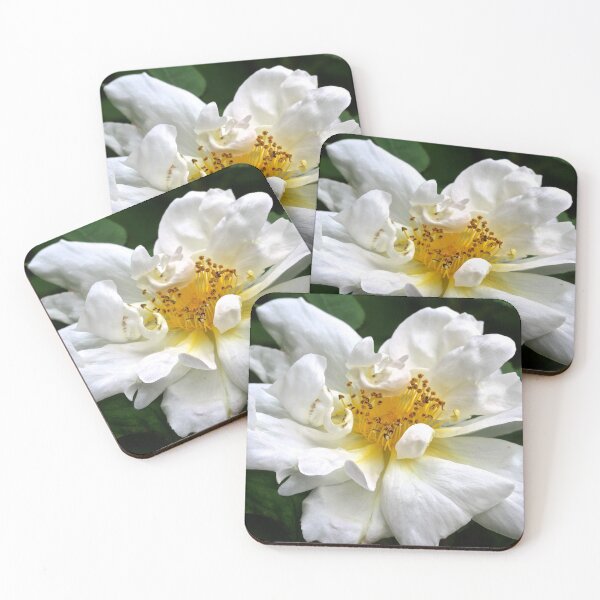 White Camellia. Coasters (Set of 4)