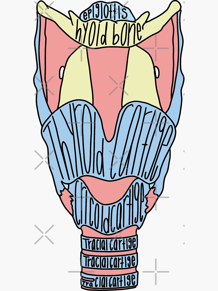 Labeled Larynx Anatomy Sticker For Sale By Katherinewinner Redbubble 4112