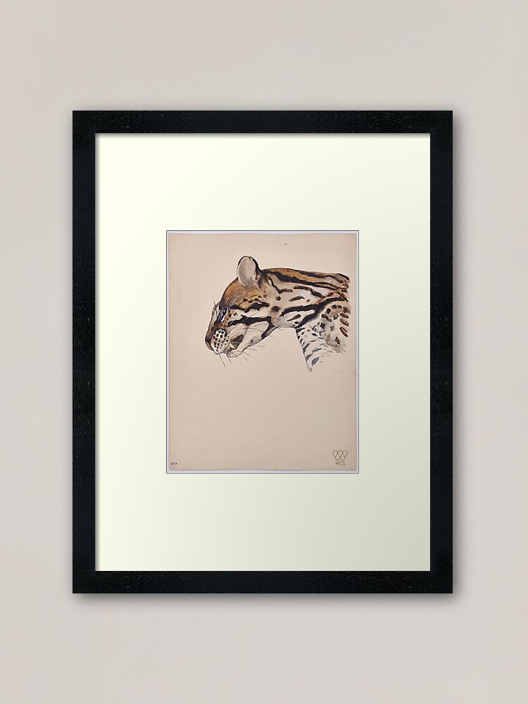 Thumbnail 2 of 7, Framed Art Print, Margay Cat designed and sold by WCS-Archives.