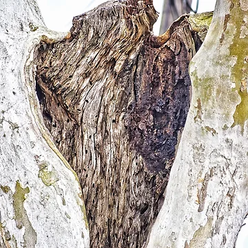 Artwork thumbnail, Tree Hollow by RoxanneG