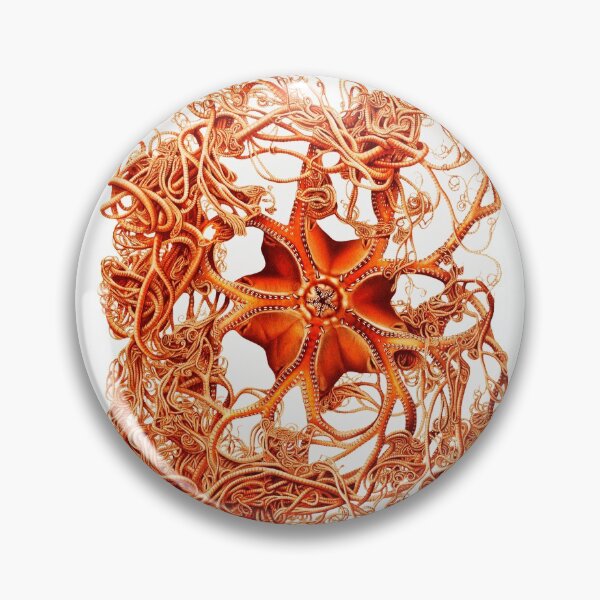 Item preview, RED BASKET STAR Gorgonocephalus Arcticus Seastar designed and sold by BulganLumini.