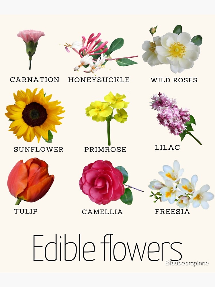 List Of 14 Edible Flowers With Pictures - Azure Farm