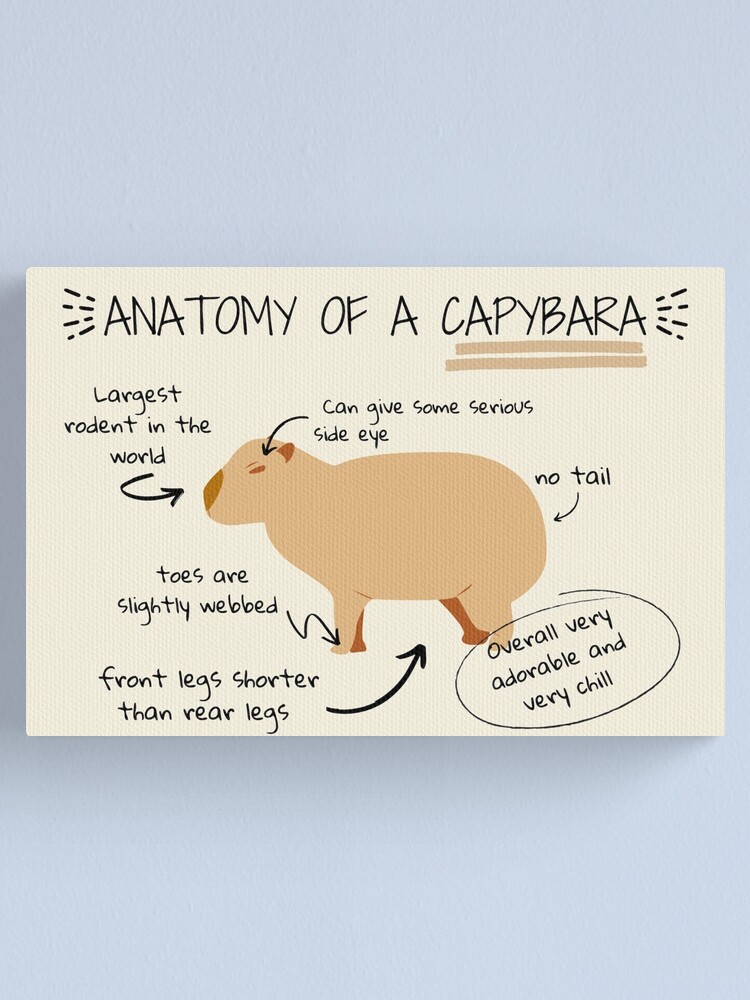 Anatomy of a capybara