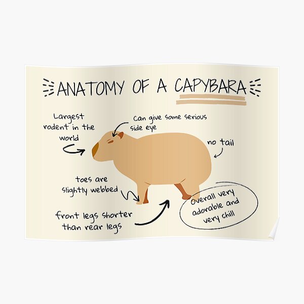 Póster «Anatomía de un capibara» de sunnySaraV | Redbubble